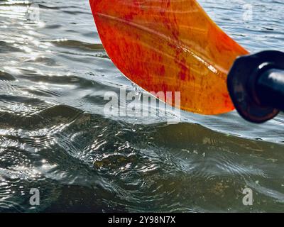 Kayak a pagaia fuori dall'acqua con gocce d'acqua che cadono Foto Stock