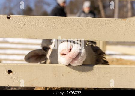 Curiose pecore scorrono attraverso una recinzione di legno in una giornata di sole fattoria, circondate da lussureggianti campi verdi. Messa a fuoco selettiva Foto Stock