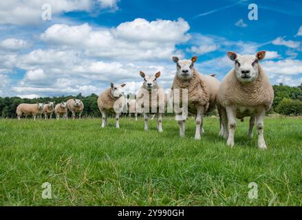 Pecore Beltex in un campo, Shopshire, Regno Unito Foto Stock