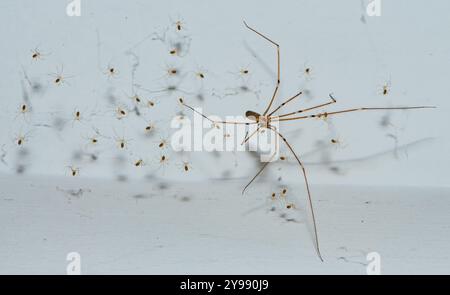 Primo piano di un ragno a gambe lunghe di papà con spiderli, Chipping, Preston, Lancashire, Regno Unito Foto Stock