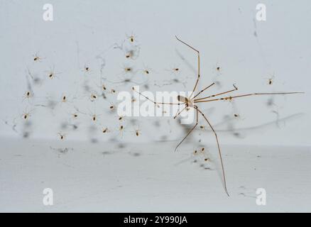Primo piano di un ragno a gambe lunghe di papà con spiderli, Chipping, Preston, Lancashire, Regno Unito Foto Stock