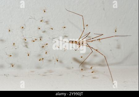 Primo piano di un ragno a gambe lunghe di papà con spiderli, Chipping, Preston, Lancashire, Regno Unito Foto Stock
