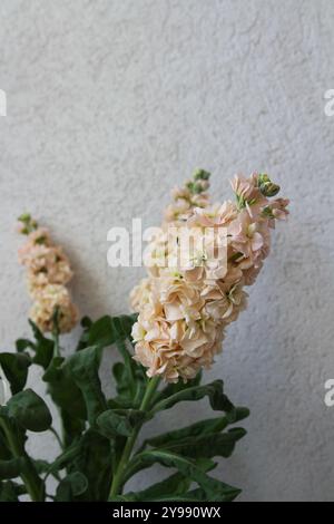 Fiori freschi di matthiola incana su sfondo bianco Foto Stock