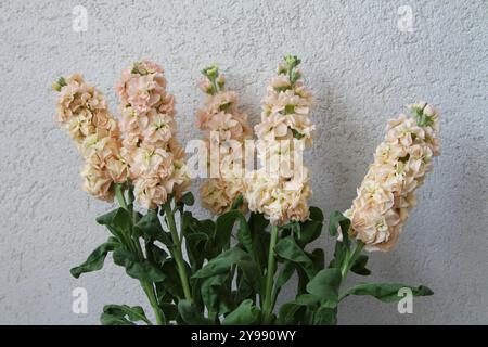 Fiori freschi di matthiola incana su sfondo bianco Foto Stock