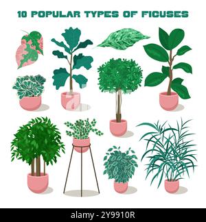 Set di piante per la casa realistiche. Diversi tipi di ficus decorativi o alberi di fico in una pentola di argilla. Design di interni per la casa, hobby floristico sostenibile. Collezione botanica. Illustrazione vettoriale piatta Illustrazione Vettoriale