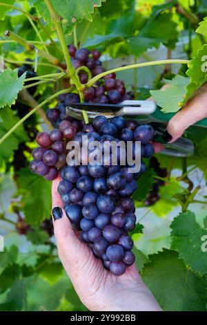 Femmina che taglia a mano un mucchio di uva di moscato nero - John Gollop Foto Stock