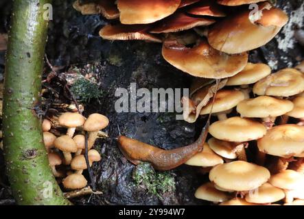 La lumaca scivola da un tipo di fungo all'altro Foto Stock