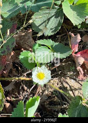 Cespuglio di fragole. Fragole in fiore. Primo piano. Foto Stock