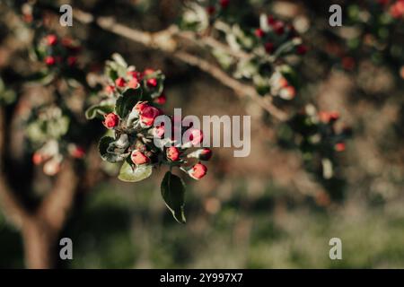 Ramo di mela con boccioli di fiori in primavera Foto Stock