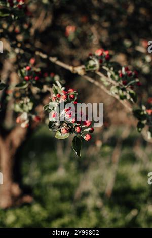 Ramo di mela con boccioli di fiori in primavera Foto Stock