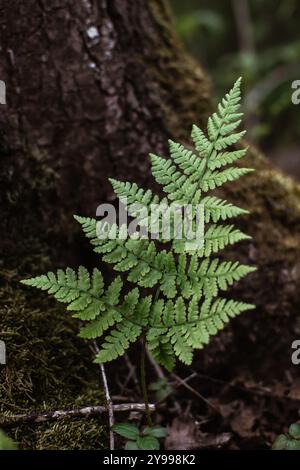 La felce cresce accanto all'albero di muschio nella foresta in primavera Foto Stock