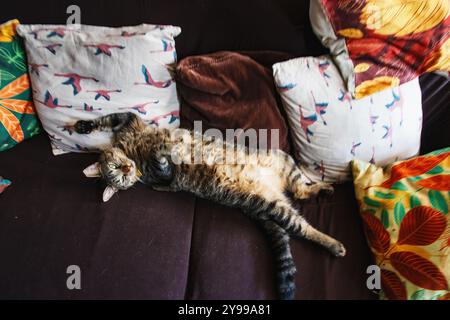 Gatto domestico in ambiente domestico Foto Stock