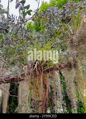Una pianta d'aria che cresce su un ramo di un albero drappeggiato a Spansh Moss. Foto Stock
