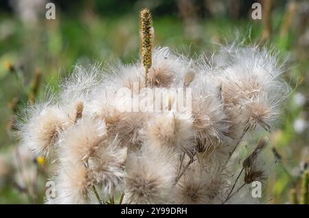 Inflorescenze semi di cardo di campo soffice su sfondo sfocato. Salvaschermo floreale autunnale piacevole Foto Stock
