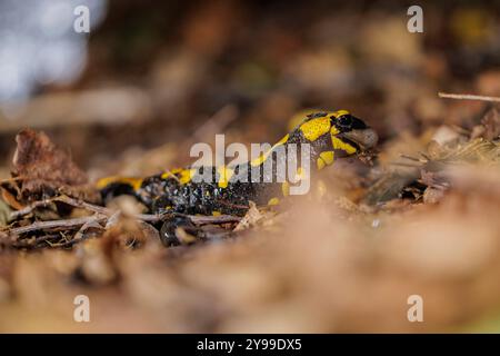 Tierwelt, Feuersalamander 2024-10-02, GER, Bayern: Der Feuersalamander ist ein lebendgebärender Schwanzlurch der in Deutschland und Europa heimisch ist. Besonders auffällig ist Seine schwarz-gelbe Färbung. Der Feuersalamander bevorzugt feuchte Laub- und Mischwälder in denen saubere Quellbäche mit natürlichem Verlauf, in denen tiefere Bereiche mit langsamfließendem Wasser vorkommen. *** Fauna selvatica, salamandra del fuoco 2024 10 02, GER, Baviera la salamandra del fuoco è un anfibio dalla coda vivipara originario della Germania e dell'Europa la sua colorazione nera e gialla colpisce particolarmente la sala del fuoco Foto Stock