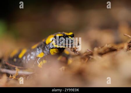 Tierwelt, Feuersalamander 2024-10-02, GER, Bayern: Der Feuersalamander ist ein lebendgebärender Schwanzlurch der in Deutschland und Europa heimisch ist. Besonders auffällig ist Seine schwarz-gelbe Färbung. Der Feuersalamander bevorzugt feuchte Laub- und Mischwälder in denen saubere Quellbäche mit natürlichem Verlauf, in denen tiefere Bereiche mit langsamfließendem Wasser vorkommen. *** Fauna selvatica, salamandra del fuoco 2024 10 02, GER, Baviera la salamandra del fuoco è un anfibio dalla coda vivipara originario della Germania e dell'Europa la sua colorazione nera e gialla colpisce particolarmente la sala del fuoco Foto Stock