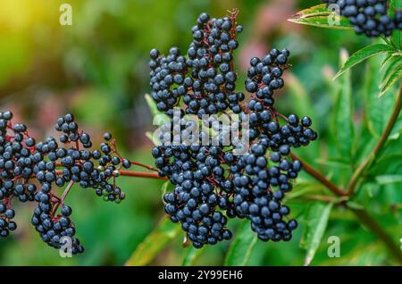 Vola in dettaglio sulle bacche. Mazzo di sambuchi maturi con frutta viola-nera scura Foto Stock