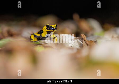 Tierwelt, Feuersalamander 2024-10-02, GER, Bayern: Der Feuersalamander ist ein lebendgebärender Schwanzlurch der in Deutschland und Europa heimisch ist. Besonders auffällig ist Seine schwarz-gelbe Färbung. Der Feuersalamander bevorzugt feuchte Laub- und Mischwälder in denen saubere Quellbäche mit natürlichem Verlauf, in denen tiefere Bereiche mit langsamfließendem Wasser vorkommen. *** Fauna selvatica, salamandra del fuoco 2024 10 02, GER, Baviera la salamandra del fuoco è un anfibio dalla coda vivipara originario della Germania e dell'Europa la sua colorazione nera e gialla colpisce particolarmente la sala del fuoco Foto Stock