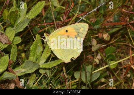 Farfalla gialla nuvolosa, migrante giallo dorato di Colias croceus nel Regno Unito. Riposa sul fogliame nella riserva naturale Alners Gorse nel Dorset. REGNO UNITO Foto Stock