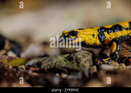 Tierwelt, Feuersalamander 2024-10-02, GER, Bayern: Der Feuersalamander ist ein lebendgebärender Schwanzlurch der in Deutschland und Europa heimisch ist. Besonders auffällig ist Seine schwarz-gelbe Färbung. Der Feuersalamander bevorzugt feuchte Laub- und Mischwälder in denen saubere Quellbäche mit natürlichem Verlauf, in denen tiefere Bereiche mit langsamfließendem Wasser vorkommen. *** Fauna selvatica, salamandra del fuoco 2024 10 02, GER, Baviera la salamandra del fuoco è un anfibio dalla coda vivipara originario della Germania e dell'Europa la sua colorazione nera e gialla colpisce particolarmente la sala del fuoco Foto Stock