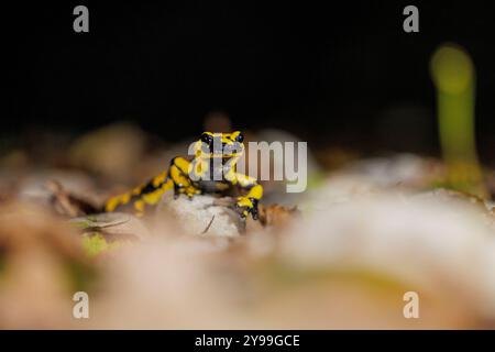 Tierwelt, Feuersalamander 2024-10-02, GER, Bayern: Der Feuersalamander ist ein lebendgebärender Schwanzlurch der in Deutschland und Europa heimisch ist. Besonders auffällig ist Seine schwarz-gelbe Färbung. Der Feuersalamander bevorzugt feuchte Laub- und Mischwälder in denen saubere Quellbäche mit natürlichem Verlauf, in denen tiefere Bereiche mit langsamfließendem Wasser vorkommen. *** Fauna selvatica, salamandra del fuoco 2024 10 02, GER, Baviera la salamandra del fuoco è un anfibio dalla coda vivipara originario della Germania e dell'Europa la sua colorazione nera e gialla colpisce particolarmente la sala del fuoco Foto Stock