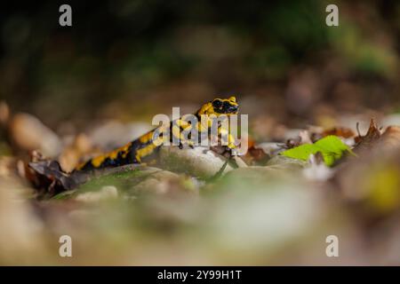 Tierwelt, Feuersalamander 2024-10-02, GER, Bayern: Der Feuersalamander ist ein lebendgebärender Schwanzlurch der in Deutschland und Europa heimisch ist. Besonders auffällig ist Seine schwarz-gelbe Färbung. Der Feuersalamander bevorzugt feuchte Laub- und Mischwälder in denen saubere Quellbäche mit natürlichem Verlauf, in denen tiefere Bereiche mit langsamfließendem Wasser vorkommen. *** Fauna selvatica, salamandra del fuoco 2024 10 02, GER, Baviera la salamandra del fuoco è un anfibio dalla coda vivipara originario della Germania e dell'Europa la sua colorazione nera e gialla colpisce particolarmente la sala del fuoco Foto Stock