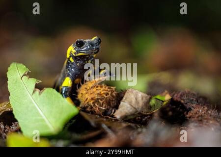 Tierwelt, Feuersalamander 2024-10-02, GER, Bayern: Der Feuersalamander ist ein lebendgebärender Schwanzlurch der in Deutschland und Europa heimisch ist. Besonders auffällig ist Seine schwarz-gelbe Färbung. Der Feuersalamander bevorzugt feuchte Laub- und Mischwälder in denen saubere Quellbäche mit natürlichem Verlauf, in denen tiefere Bereiche mit langsamfließendem Wasser vorkommen. *** Fauna selvatica, salamandra del fuoco 2024 10 02, GER, Baviera la salamandra del fuoco è un anfibio dalla coda vivipara originario della Germania e dell'Europa la sua colorazione nera e gialla colpisce particolarmente la sala del fuoco Foto Stock