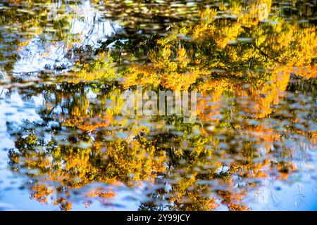 Riflesso del colorato paesaggio autunnale sull'acqua. Effetto speculare sull'acqua. Arancione su blu. Foto Stock
