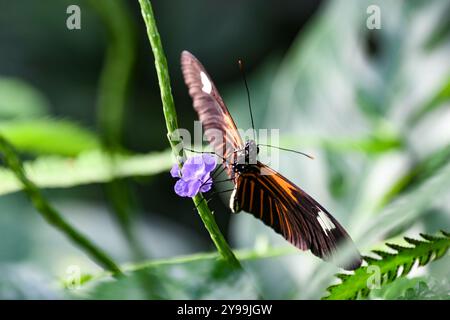 farfalla tropicale heliconius hecale in natura, farfalla maculata bianca Foto Stock