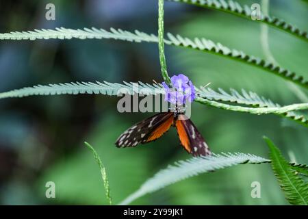 farfalla tropicale heliconius hecale in natura, farfalla maculata bianca Foto Stock