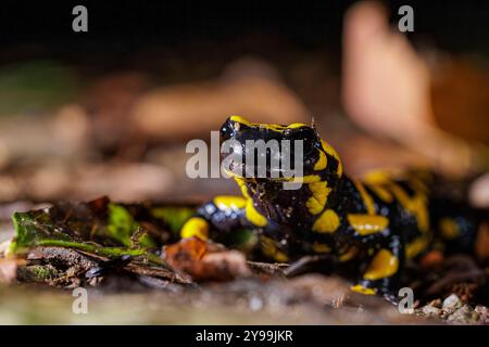 Tierwelt, Feuersalamander 2024-10-02, GER, Bayern: Der Feuersalamander ist ein lebendgebärender Schwanzlurch der in Deutschland und Europa heimisch ist. Besonders auffällig ist Seine schwarz-gelbe Färbung. Der Feuersalamander bevorzugt feuchte Laub- und Mischwälder in denen saubere Quellbäche mit natürlichem Verlauf, in denen tiefere Bereiche mit langsamfließendem Wasser vorkommen. *** Fauna selvatica, salamandra del fuoco 2024 10 02, GER, Baviera la salamandra del fuoco è un anfibio dalla coda vivipara originario della Germania e dell'Europa la sua colorazione nera e gialla colpisce particolarmente la sala del fuoco Foto Stock