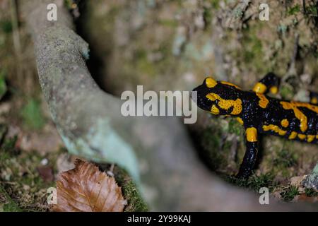 Tierwelt, Feuersalamander 2024-10-02, GER, Bayern: Der Feuersalamander ist ein lebendgebärender Schwanzlurch der in Deutschland und Europa heimisch ist. Besonders auffällig ist Seine schwarz-gelbe Färbung. Der Feuersalamander bevorzugt feuchte Laub- und Mischwälder in denen saubere Quellbäche mit natürlichem Verlauf, in denen tiefere Bereiche mit langsamfließendem Wasser vorkommen. *** Fauna selvatica, salamandra del fuoco 2024 10 02, GER, Baviera la salamandra del fuoco è un anfibio dalla coda vivipara originario della Germania e dell'Europa la sua colorazione nera e gialla colpisce particolarmente la sala del fuoco Foto Stock