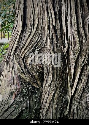 Un primo piano della corteccia strutturata di un albero Thuja plicata (cedro rosso occidentale), che mette in evidenza le intricate scanalature e i motivi dell'antico tronco Foto Stock