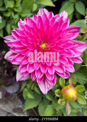 Vibrante dahlia rosa in piena fioritura con un piccolo bocciolo nelle vicinanze, circondato da lussureggianti foglie verdi nel Giardino sommerso dei Giardini Butchart Foto Stock