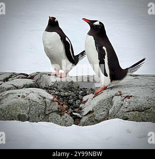 Due pinguini Gentoo (Pygoscelis papua) in piedi su un terreno roccioso nell'isola di Petermann, in Antartide, circondati dalla neve in un remoto ambiente polare Foto Stock