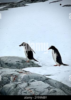 Due pinguini Gentoo (Pygoscelis papua) camminando attraverso la neve e il terreno roccioso sull'isola di Petermann, in Antartide, nella fredda e remota regione polare Foto Stock