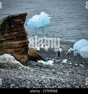 Un gruppo di pinguini Chinstrap (Pygoscelis antarcticus) si riuniscono sulla costa rocciosa della penisola di Trinity, Antartide, con iceberg che galleggiano al freddo Foto Stock