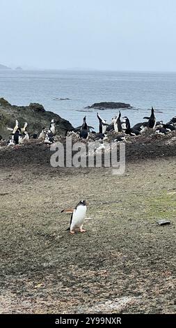 Un gruppo di Pygoscelis papua (pinguini Gentoo) si riunì vicino alla costa dell'isola di Barrientos, con un pinguino in primo piano Foto Stock