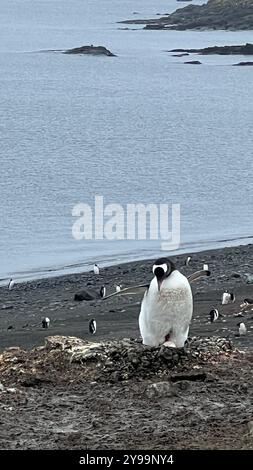 Un Pygoscelis antarcticus (pinguino Chinstrap) sorge sul suo nido sull'isola di Barrientos, in Antartide, con uno sfondo panoramico della costa rocciosa Foto Stock