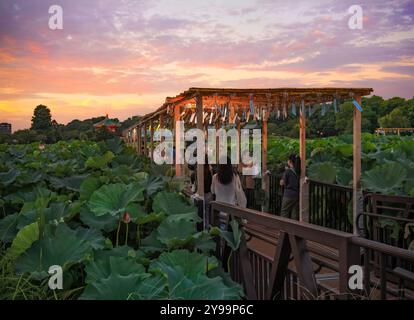 tokyo, ueno - 12 agosto 2024: Terrazza con vista sul loto dello stagno di Shinobazu pieno di fiori durante il Festival estivo al tramonto adornata con Fûrin di vento giapponese Foto Stock