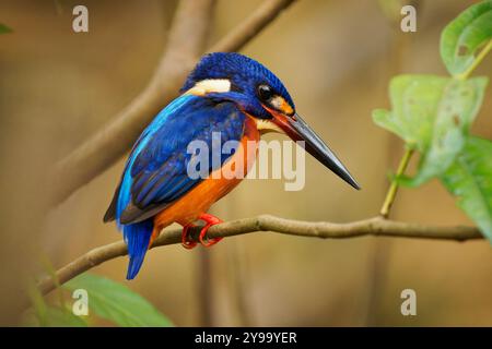 kingfisher Alcedo dalle orecchie azzurre, uccello minaccioso trovato in Asia, in fitte foreste ombreggiate, caccia in piccoli ruscelli, uomo adulto seduto sul ramo e caccia Foto Stock