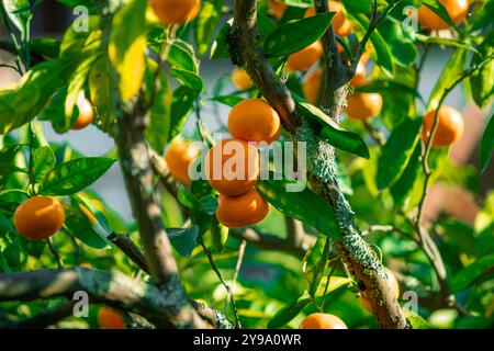 Aranci con frutti maturi Foto Stock