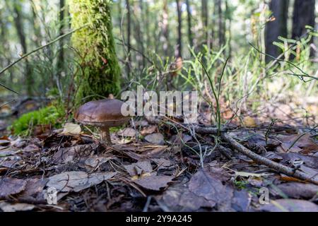 Un singolo fungo che cresce in una foresta. Il fungo è circondato da muschio verde e foglie cadute, creando un bellissimo ambiente naturale. Questa immagine lo è Foto Stock