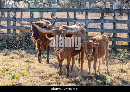Yoakum, Texas, Stati Uniti. Bestiame Longhorn in un ranch del Texas. Foto Stock