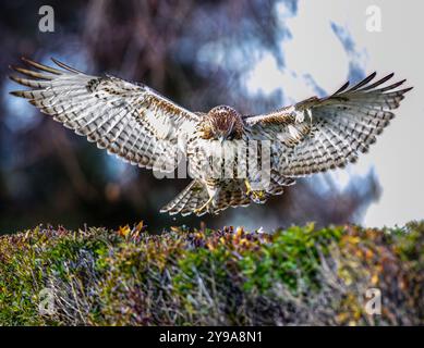 Un Hawk Juvenile dalla coda rossa scende dagli alberi vicini per inseguire uno scoiattolo che ha visto nascondersi tra i cespugli del Washington Park a Denver, Colorado Foto Stock
