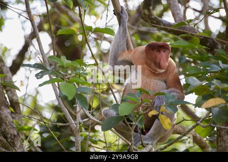 Oltre alla sua pittoresca spiaggia e ai percorsi naturalistici, il Parco Nazionale di Bako è uno dei posti migliori del Borneo per vedere la fauna selvatica. Il suo più notab Foto Stock