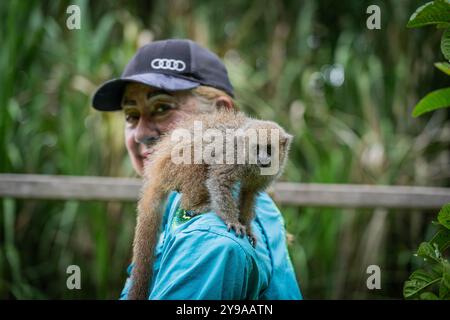 Brown Woolly Monkey (Lagothrix lagothricha) del Perù siede sulla spalla di una donna americana Foto Stock