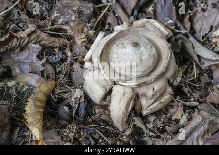 Ruffed Earth Star (Geastrum triplex), Emsland, bassa Sassonia, Germania, Europa Foto Stock