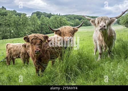 Bovini delle Highland, bovini delle Highland o Kyloe (Bos primigenius F. taurus), cappotti mercanteggianti coprono occhi, vitelli, mucche, mandrie che pascolano su pascoli, erba alta e rigogliosa Foto Stock