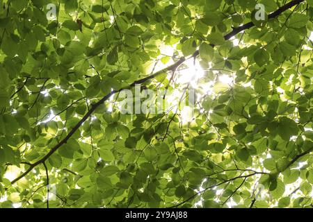 Fasci di sole che brillano tra foglie e rami di faggio, parco di sculture, Humlebaek, Niva Bugt, Hovedstaden, costa di Oresund, Danimarca, Europa Foto Stock